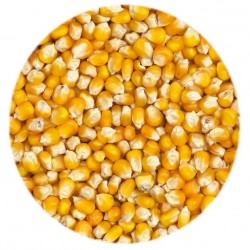 Maïs Agrainage