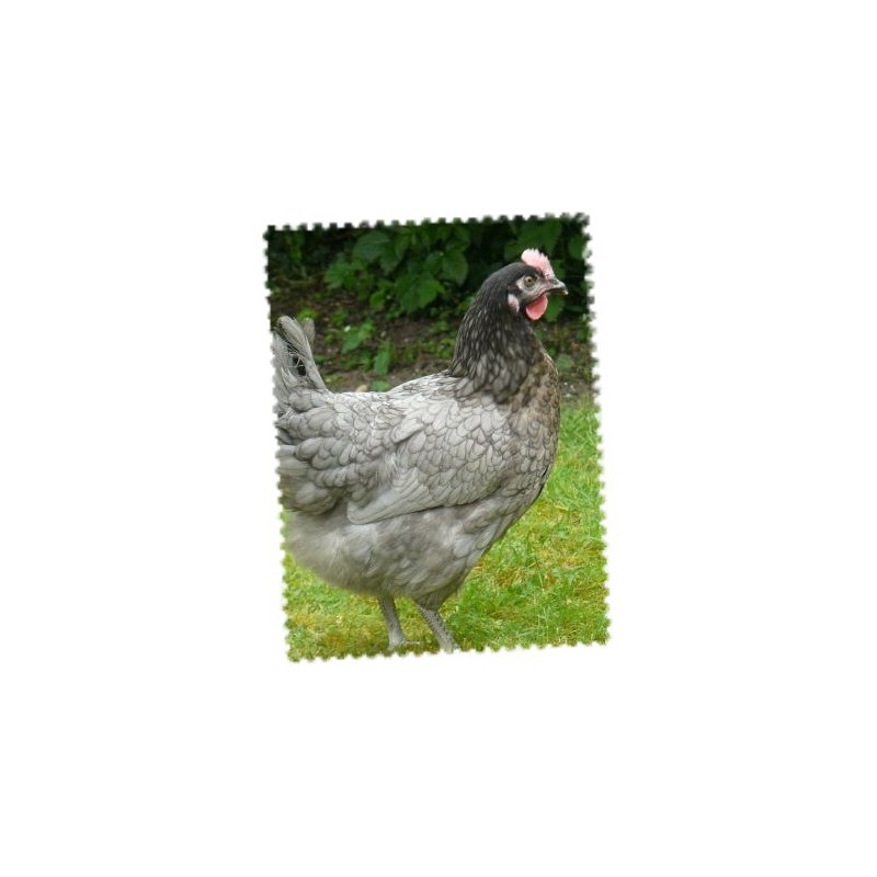 Poule pondeuse fermière bleu 20 semaines Belle bleu de France — free download