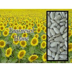 Tournesol blanc