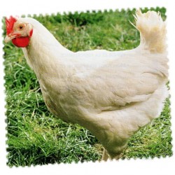 Poulet blanc