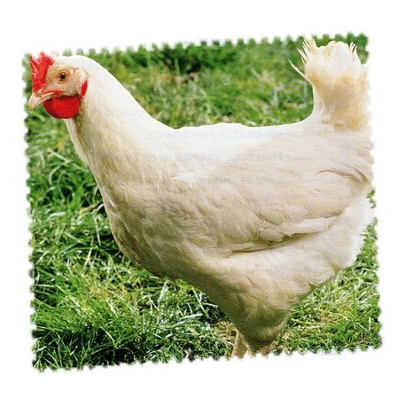 Poulet blanc