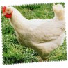 Poulet blanc