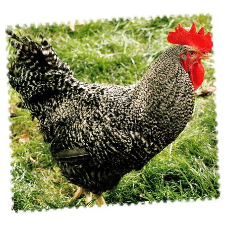 Poulet Greybro Poulet Greybro