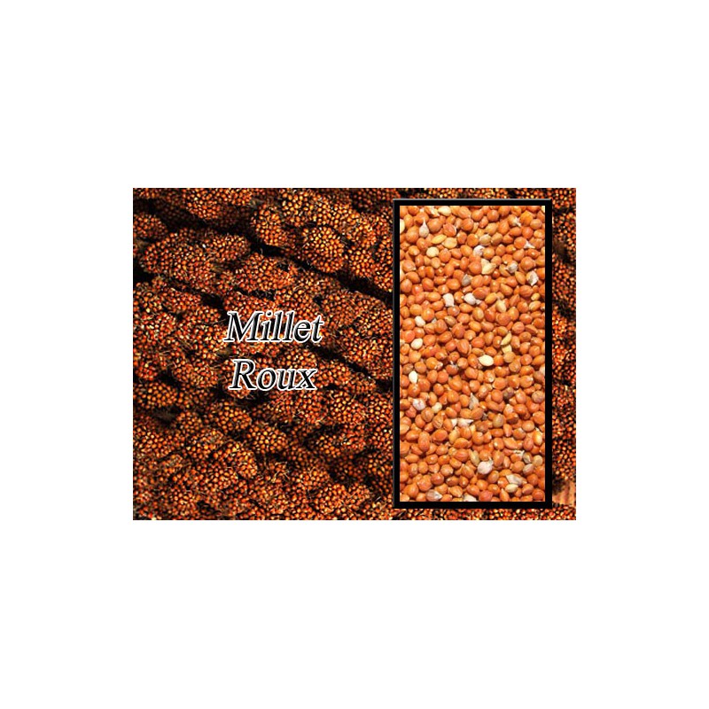 millet roux en sac de 25 kg