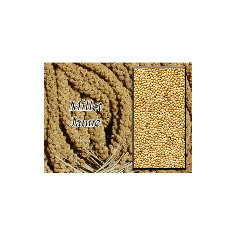 Millet Jaune en grappe de 1 kg