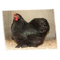Pekin noire