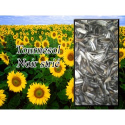 Tournesol Noir