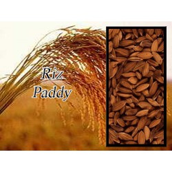 Riz paddy