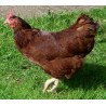 Poule rousse