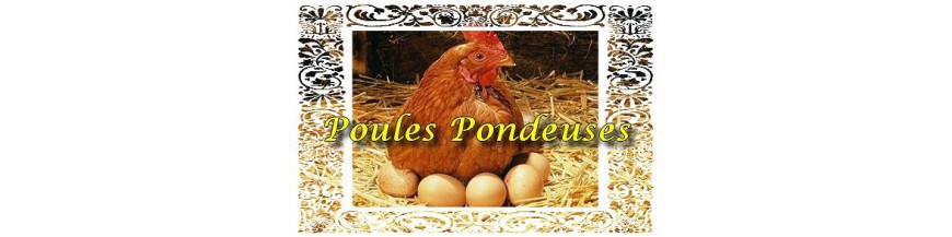 Poules Pondeuses