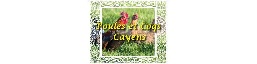 Cayennes