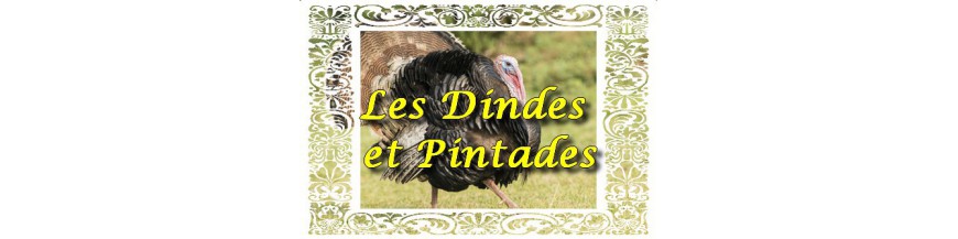 Pintades & Dindes