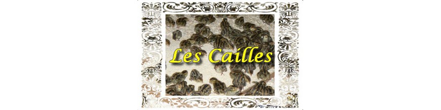 Cailles