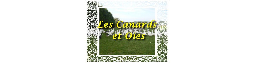 Canards & Oies